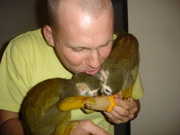 Two cutest Capuchin and Two baby Squirrel monkeys Ready !