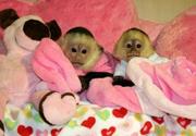 Amale and femalae babies capuchin monkeys