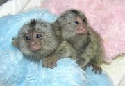 Cute Marmoset Monkeys for Adoption 