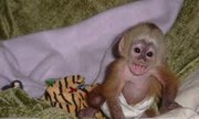 adorable baby capuchin monkey looking for a good home