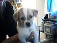 Free Jack Russel Mix Puppies