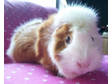 Adopt June a Guinea Pig