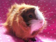 Adopt Teddy a Guinea Pig