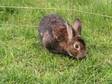 Adopt Funny Bunny a Mini Rex