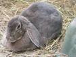 Adopt JarJar Binks a English Lop, Rex