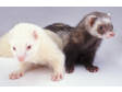 Adopt 3 Ferrets a Ferret