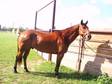 Beautiful Bay Gelding