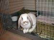 Adopt Buttermilk a Mini-Lop