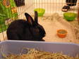 Adopt Midnight a Bunny Rabbit