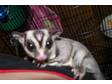 Sugar Glider