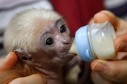 home raised baby face capuchin monkey for adoption