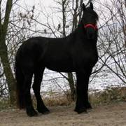 Incredible value friesian horse 