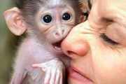 Healthy and nice looking baby capuchin  monkeys for good homes