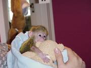 cute home trained Baby Face Capuchin Monkeys available for adoption