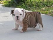 English Bulldog Puppies Excellent Quality
