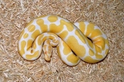 ball pythons for adoption