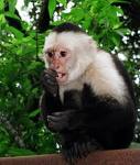 a cute capuchin monkey for adoption