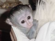 healthy and intelligent capuchin monkey 