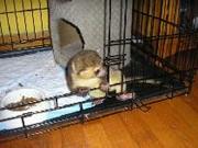 3 months old female baby kinkajou born here at our home for sale