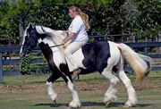 Home raised gypsy vanner horse for a new home