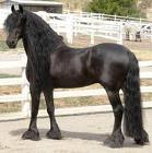 outstanding freisian horse  for sale 