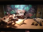 Bearded Dragon and Full Set-Up
