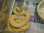 king-snake Ball , Piebald and Albino pythons for adoption