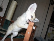 lovely fennec foxes for free adoption to any caring homes