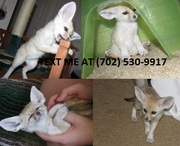Fennec fox for rehoming. text (702) 530-9917 or email