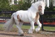 white horse for free adoption