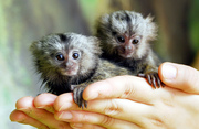 hi Marmoset monkeys for adoption now available