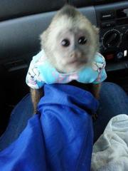capuchin Monkey available  for  Christmas contact us (267) 281-4166, 