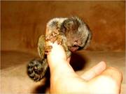 Acrobatic Baby marmosets for adoption