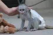 3 cute Capuchin Baby Monkeys for adoption