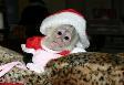greate capuchin monkey needing a home