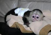 adorably beautiful capuchin monkey for adoption
