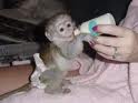 Cute Female Baby Capuchin Monkey For Adoption