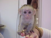  baby capuchin monkey for a good home