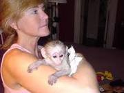 lovely and adorale capuchin monkeys for adoption