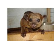 Fennec fox, spotted genet and kinkajou for sale