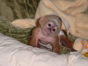 Capuchin Monkey For Adoption