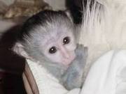 well tamed and home broken capuchin monkey for a good home 