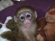   baby cappucinno monkey for adoption.