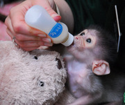  Capuchin monkeys for adoption 
