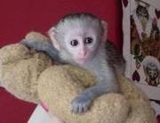 cute baby cauchin monkeys for adoption