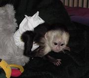 Male and Female Capuchin Monkeys for Adoption